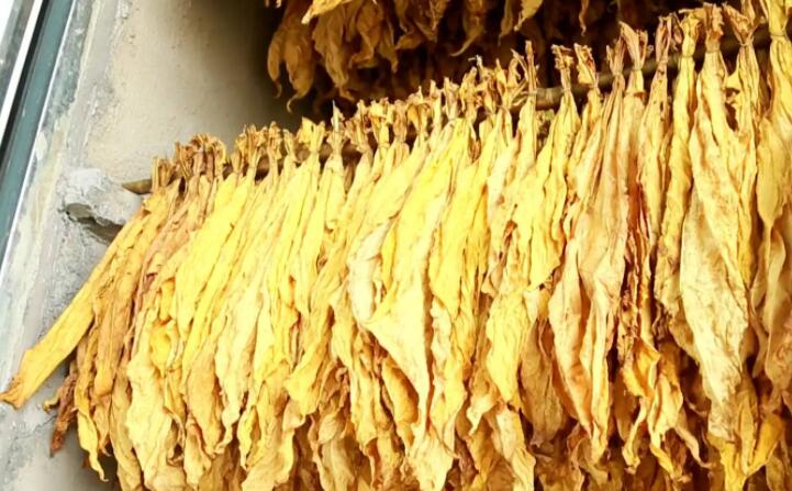 湖南嘉禾：生物质烤房点“绿”成“金”