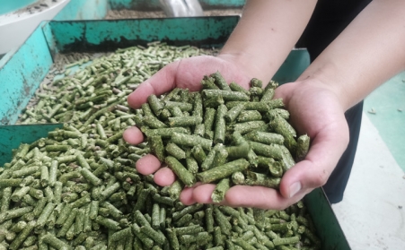 河北生物质草莓影视大全污加工的颗粒为什么会变黑？