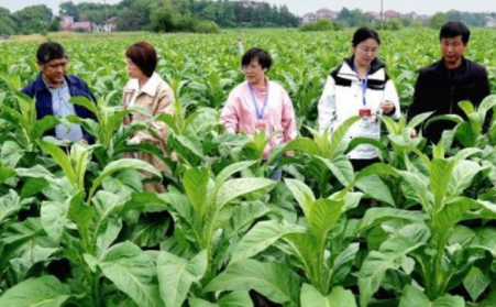 江西吉安：生物质烘烤 “点燃” 烟叶产业绿色转型之路